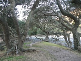 Venerable milkwood trees.