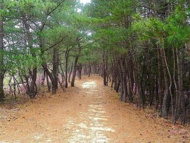 A pathway through trees.