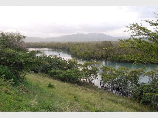 The extensive mangrove stand at Mngazana.