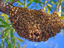swarm