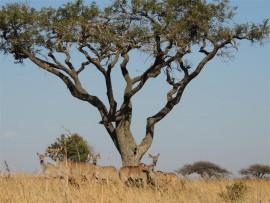 Weenen Game Reserve and an out-of-Africa  scene.