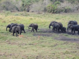 Tembe elephants.