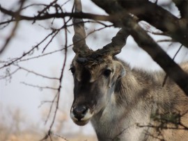 Shy eland near our campsite.