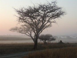 Misty morning.