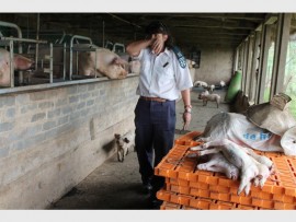 Concerned: Inspector Julia Watson of the Lower South Coast SPCA at the piggery in Murchison where pigs were found to be starving and desperate for water. Dead piglets were also removed from the cages by the inspectors.