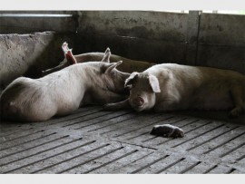 Disturbing: It is thought that the sows ate their piglets alive as a result of being 'stressed out' by the conditions they were living under.
