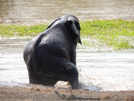 Elephants are dignified creatures - well most of the time.