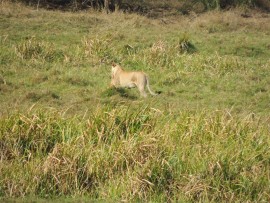 This photograph, snapped quickly as the lioness emerged from the reed with her kill, shows that she was lactating and was probably carrying her lunch closer to her cubs.