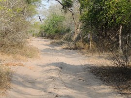 The sandy road through a magical place.