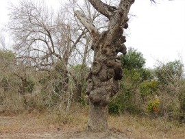 If you are a regular visitor to Tembe you have probably noticed this eye-catching elephant rubbing tree. It has been a favourite with the elephants for many years.