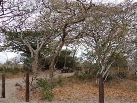 The new picnic site within a circle of pod mahogany trees.