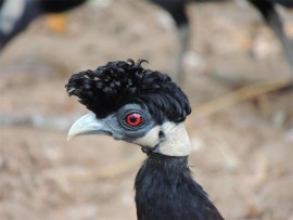 A crested guineafowl shows off its fine feathers - and strange hairdo.
