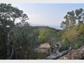 View of vegetated dunes from our campsite.