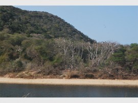 Whitebreasted cormorants and their untidy nests.