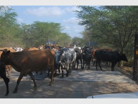 Colourful Nguni cattle roadblock.
