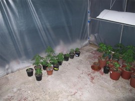 More dagga plants being cultivated