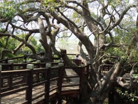 The uMthoma Boardwalk wraps itself around some lovely old trees.