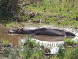 A solitary hippo enjoys a wallow in its private splash pool, right next to the road.