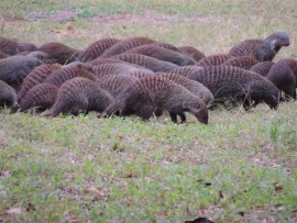 Banded mongoose, Sugarloaf Camp.