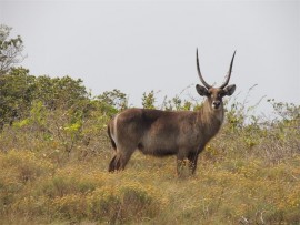 A particularly handsome waterbuck.