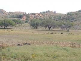 A view of the red dunes.
