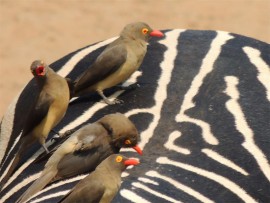 Oxpeckers look great on zebra stripes.