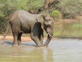 One of the elusive Mkhuze elephants.