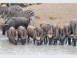 Young wildebeest enjoy a midday drink.