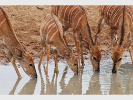 Reflections - dainty nyala females.