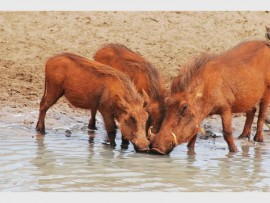 A piggy huddle as three warthogs hog the waterhole.