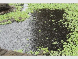 Shocking: Shoals of fish gasp for air in the small open patches of water. 9336SN