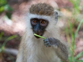 (www.awf.co.za)