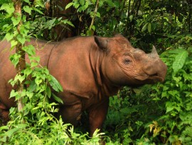 Sumatran rhino (worldwildlife.org)