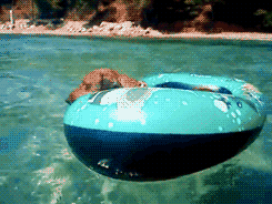 dog in pool