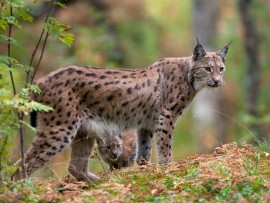 Eurasian Lynx. (remote-sensing-conservation)