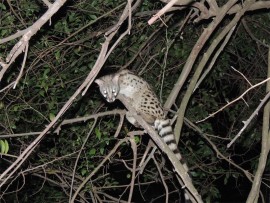 This genet and her family regularly visited our campsite at night.