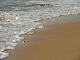 Ghost crabs play in the lacy wavelets.