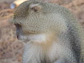 A thoughtful samango monkey.