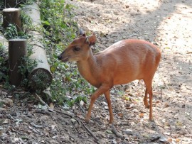 A red duiker visits the wildlife-friendly camping area.