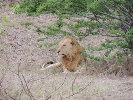 You usually see a lion or two when you visit Hluhluwe-iMfolozi