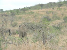 Two of three elephants wander off into the bush after holding us up on the 4x4 Okhukho Loop.