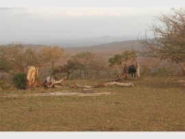 View from our hut at Mpila. A buffalo was one of a number of creatures that came along to visit us.