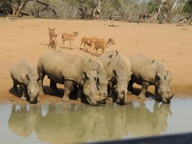 RHINO