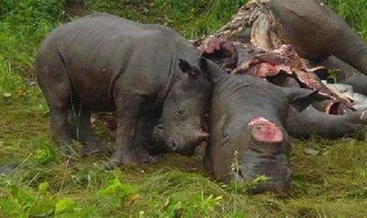 Rhino poaching