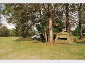 A sheltered Cobham campsite beneath big, shaggy trees.