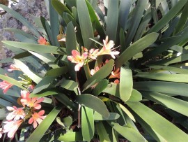 Clivias put on a spring show in a shady nook in the riverine forest.
