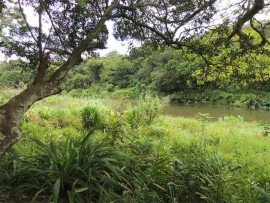 The green-fringed Ivungu river.