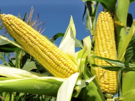 Maize-Farming