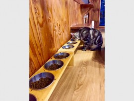 cat10_28948