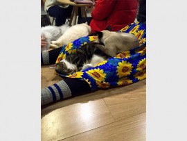 cat11_51549